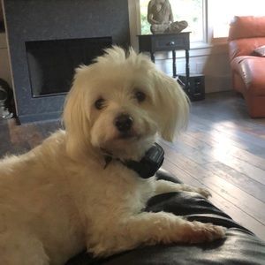 Meet your Posher, Lola